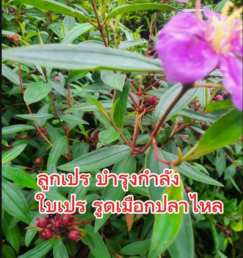 “โครงเครง” หรือ”เปร” ลูกกินได้บำรุงกำลัง ใบใช้รูดเมือกปลาไหล