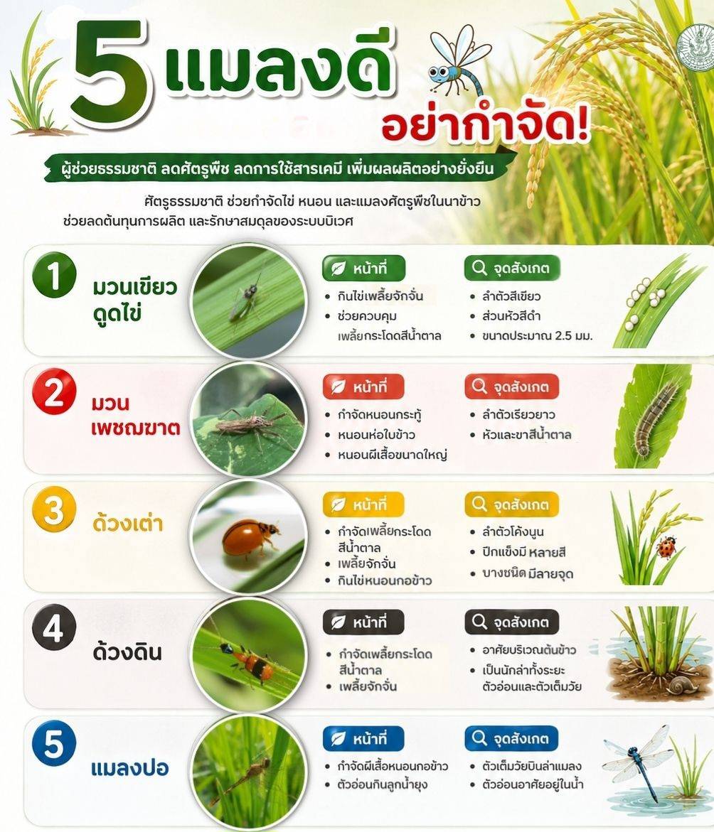 กรมส่งเสริมการเกษตร เปิดโฉม 5 แมลงดี อัศวินผู้พิชิตศัตรูพืชมีในนาข้าว วอนอย่ากำจัด!
