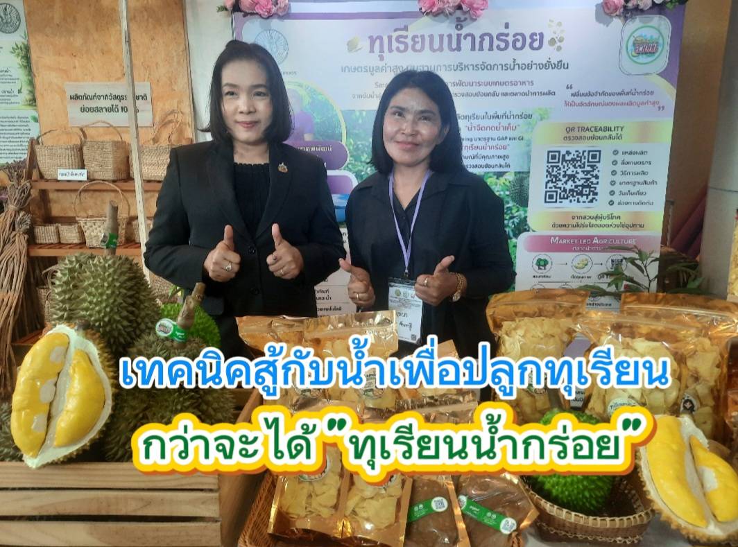 เทคนิคสู้กับน้ำเค็ม กว่าจะได้ “ทุเรียนน้ำกร่อย” ที่มีสี รสชาติ กลิ่นหอมเฉพาะตัวคล้ายดอกไม้ป่า