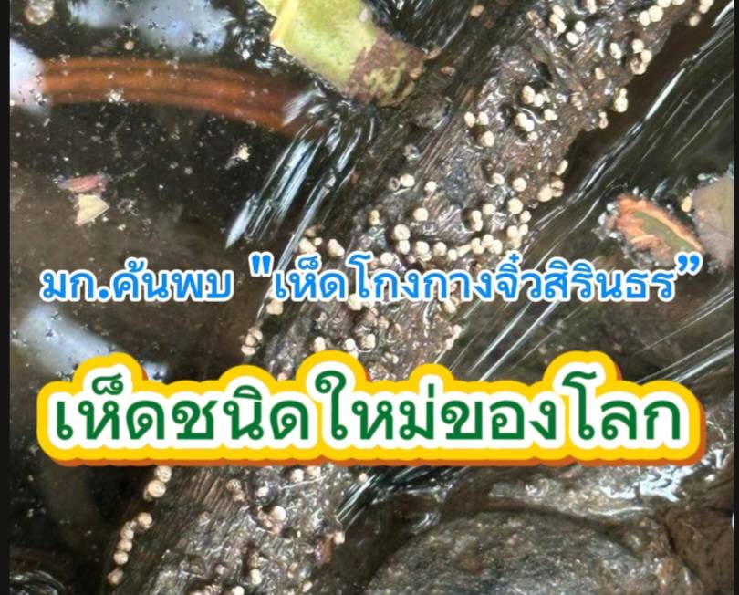 จากความอยากรู้ของนักวิจัย มก.สู่การค้นพบ “เห็ดโกงกางจิ๋วสิรินธร” เห็ดชนิดใหม่ของโลก