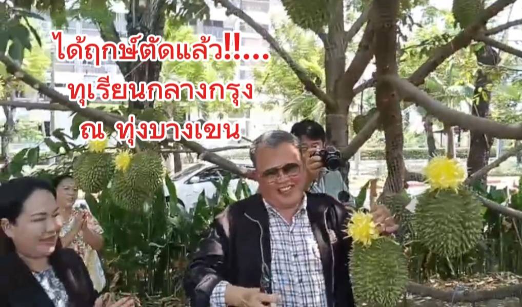 ม.เกษตรฯได้ฤกษ์ตัดทุเรียนกลางกรุง ณ ทุ่งบางเขน หลังเปิดให้จอง…พรึบเดียวเหลือ “กบสุวรรณ”แค่ 4 ลูก “หนามดำ”หมดแล้ว