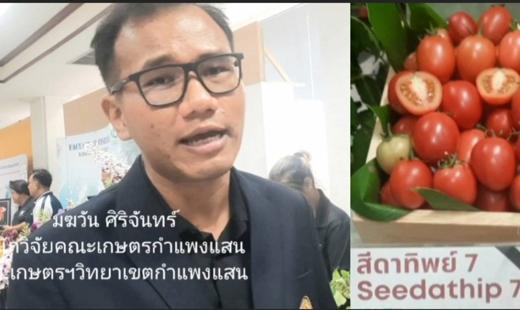 มะเขือเทศพันธุ์ใหม่ “สีดาทิพย์ 7” ชอบอากาศร้อน เหมาะกับเมืองไทย ปลูกง่าย โตเร็ว ให้ผลผลิตไร่ละ 5.2 ตัน