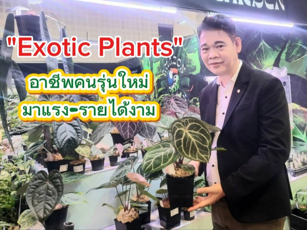 โค่นสวนยาง สู่ Exotic Plants อาชีพใหม่ มาแรง รายได้ดี ขายได้ทั่วโลก