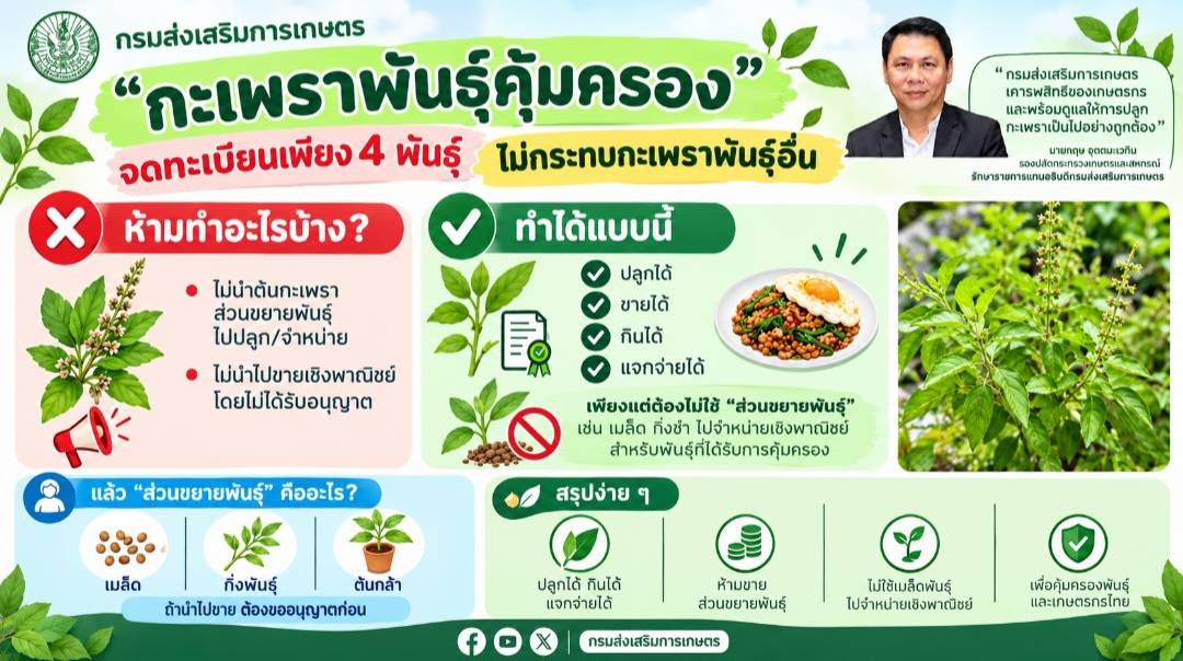 กรมส่งเสริมการเกษตร ยืนยัน“กะเพราพันธุ์คุ้มครอง” มี 4 พันธุ์เท่านั้น ย้ำกินได้ แจกจ่ายได้ แต่ห้ามขายเมล็ดเชิงการค้า