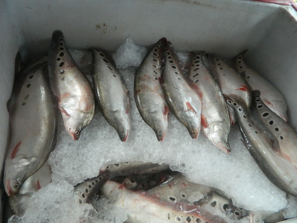 อาหาร ปลา ห ลด 7 วัน